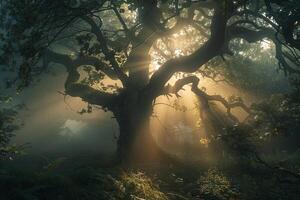 Landscape Ethereal forest shrouded in fog with sunlight breaking through the canopy   nature background photo