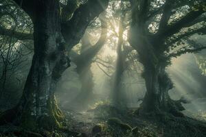 Landscape Ethereal forest shrouded in fog with sunlight breaking through the canopy   nature background photo