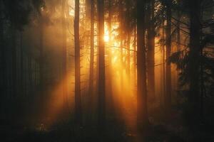 Landscape Ethereal foggy morning in forest with sunrays breaking through dense trees casting golden glow   nature background photo