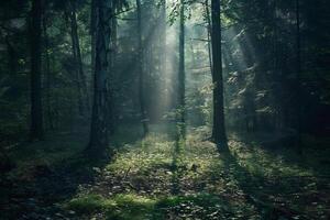 Landscape Ethereal patterns of light filtering through dense forest canopy creating magical play of shadows on the forest floor   nature background photo