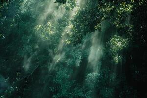 Landscape Ethereal patterns of light filtering through dense forest canopy creating magical play of shadows on the forest floor   nature background photo