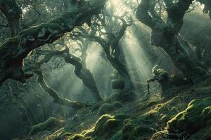 Landscape Ethereal forest with ancient trees covered in moss illuminated by shafts of sunlight breaking through the canopy  nature background photo