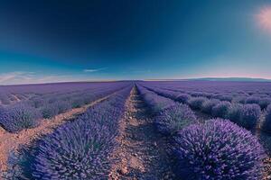 Inspiring panoramic of vast lavender field in bloom stretching to the horizon under clear deep blue sky   nature background photo