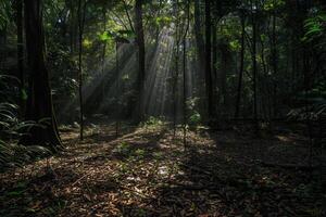 Patterns of light filtering through dense forest canopy creating mosaic of shadows on the forest floor   nature background photo