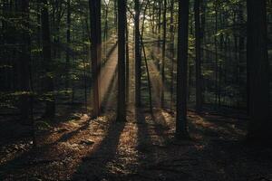 Patterns of light filtering through dense forest canopy creating mosaic of shadows on the forest floor   nature background photo