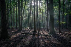 Patterns of light filtering through dense forest canopy creating mosaic of shadows on the forest floor   nature background photo