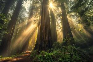 Redwood Trees and Sunlight in Ancient Forest  nature background photo