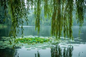 Tranquil Lakeside with Lily Pads and Weeping Willows  Nature nature background photo