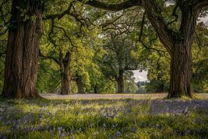 Delightful Nature Nature nature background of Forest Clearing with Bluebells and Oak Trees photo