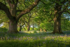 Serene Forest Clearing Nature nature background with Bluebells and Oak Trees photo