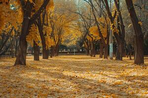 nature background Golden Carpet of Fallen Leaves in Serene Park photo