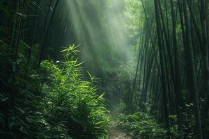 nature background Sunlit Bamboo Forest with Mist and Patterns on Forest Floor photo