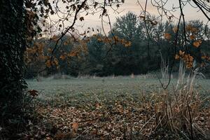 Serene Meadow nature background with Tall Grasses and Fallen Leaves photo