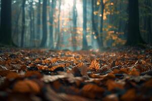 Patterns of Light and Shadow on Forest Floor Covered with Fallen Leaves nature background photo