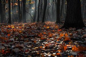 Light and Shadow Patterns on Forest Floor Covered with Fallen Leaves nature background and Nature photo