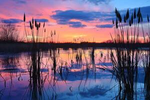 Marsh at Sunset with Cattails and Reeds Silhouetted Against Colorful Sky nature background photo