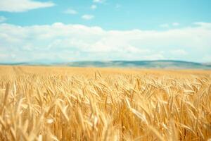 Serene Field of Golden Wheat Under Blue Sky with Distant Hills nature background photo
