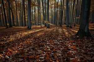 Patterns of Light and Shadow on Forest Floor Covered with Fallen Leaves nature background photo