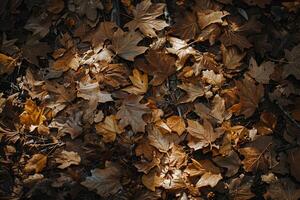 Autumn Forest with Light and Shadow Patterns nature background photo