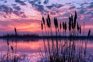 Cattails and Sunset Reflections  Nature nature background in Marsh photo