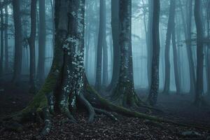 Mist Swirling Around Ancient Tree Trunks in Foggy Forest nature background photo