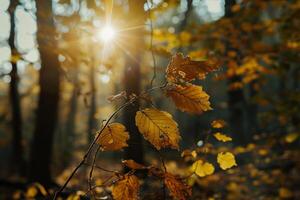 Sunlight Filtering Through Autumn Leaves in Dense Forest nature background photo