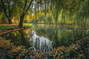 Park Pond Nature nature background with Weeping Willow Reflections on Water photo