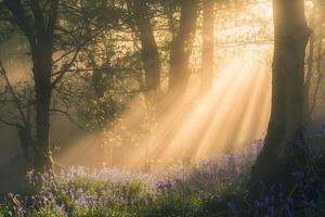 Tranquil Misty Forest with Sun Rays Revealing a Carpet of Bluebells in Morning Background Nature photo