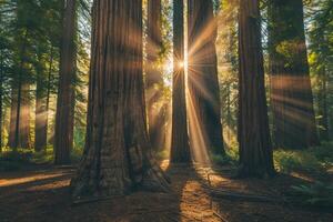 Inspiring Sunlight Streaming Through Ancient Forest with Tall Trees Morning Background Nature photo