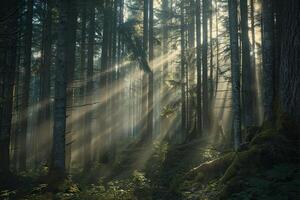 Inspiring Sunlight Streaming Through Tall Trees in Ancient Forest Morning Background Nature photo