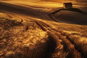 Sunset Over Golden Wheat Field with Long Shadows and Farmhouse Inspiring nature background Panorama photo