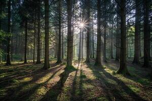 Nature nature background Sunlight Creating Patterns in Jungle Canopy photo