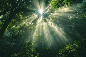 Majestic Sunlight Filtering Through Dense Forest Canopy Creating Patterns of Light and Shadow on the Forest Floor   nature background photo
