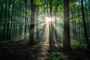 Majestic Sunlight Filtering Through Dense Forest Canopy Creating Patterns of Light and Shadow on the Forest Floor   nature background photo