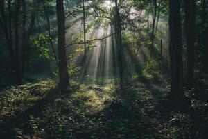 Majestic Sunlight Filtering Through Dense Forest Canopy Creating Patterns of Light and Shadow on the Forest Floor   nature background photo