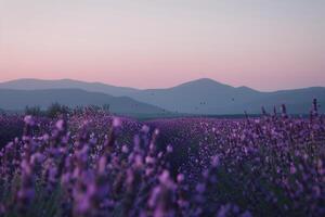 Field of Lavender in Full Bloom with Bees Buzzing Around and Distant Mountain Range Under Pink Sunset Sky   nature background photo