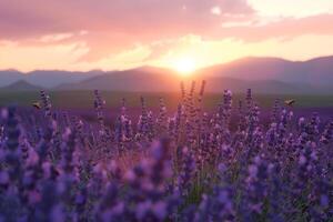 Field of Lavender in Full Bloom with Bees Buzzing Around and Distant Mountain Range Under Pink Sunset Sky   nature background photo