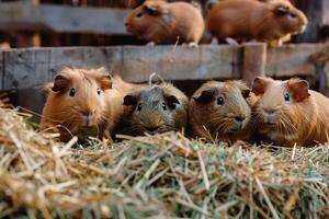 Shelter Guineapigs Enjoying Hay Buffet in Enclosure Munching and Squeaking with Delight photo