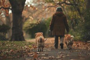 Uplifting Elderly Dogs Enjoying Leisurely Walk with Volunteer Through Scenic Park photo