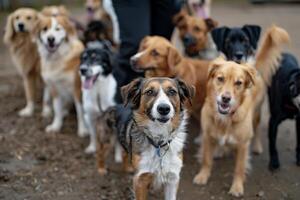 Uplifting Volunteer Teaching Shelter Dogs Basic Agility Exercises with Enthusiasm photo