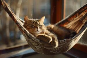 Relaxed Scottish Fold cat lounging in cozy hammock on sunlit balcony lazily watching birds flutter by photo