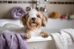 Pampered small dog receiving bubble bath in vintage bathtub filled with lavender scented water surrounded by fluffy towels and bath toys photo