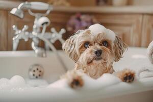 Pampered small dog receiving bubble bath in vintage bathtub filled with lavender scented water surrounded by fluffy towels and bath toys photo
