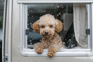 Relaxed poodle getting luxurious bubble bath in mobile grooming van parked in quiet neighborhood surrounded by bubbles and music playing inside photo