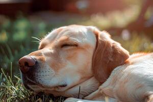 Labrador Retriever resting peacefully in sunny backyard eyes closed in blissful relaxation photo