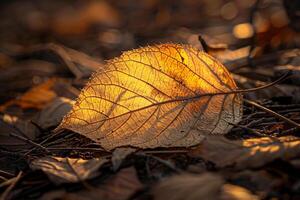 Nature Delicate Sunlight Illuminating the Intricate Veins of Translucent Autumn Leaf on the Forest Floor nature background photo