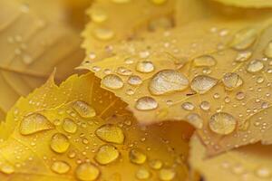 Nature Dewdrops on Intricate Patterns of Yellow Birch Leaves in Autumn nature background photo