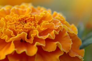 Delicate Marigold Flower with nature background in Garden Setting photo
