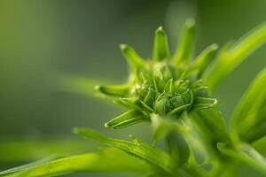 Floral Delicate Zoster nature background photo