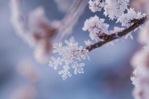 Crystalline Snowflake on Tree Branch in Morning Light nature background photo